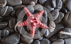 Starfish on beach pebbles background