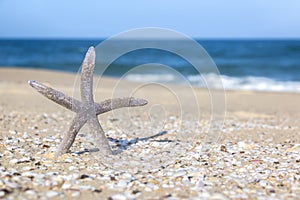 A Starfish on Beach Sand