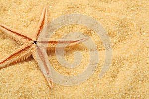Starfish and beach sand