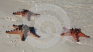 Starfish in the beach sand