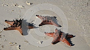 Starfish in the beach sand