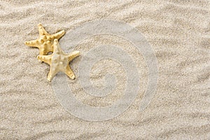 Starfish in the beach sand with copy or text space