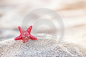 Starfish beach sand