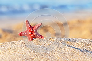 Starfish beach sand