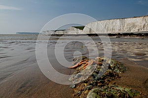 Starfish on the beach by the Seven Sisters