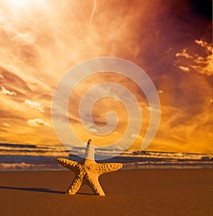 Starfish on the beach at sunset