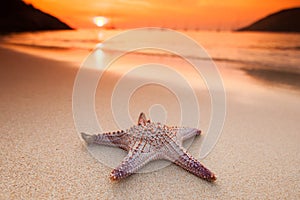 Starfish on beach at sunset