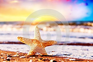 Starfish on the beach at warm sunset. Travel, vacation