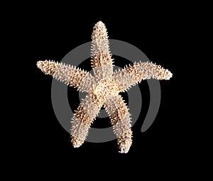 Starfish on a black background