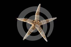 Starfish On Black Background