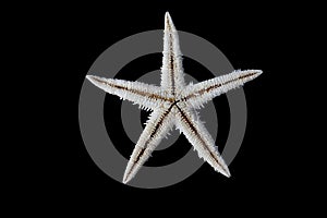 Starfish On Black Background