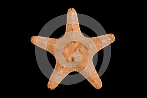 Starfish on black background