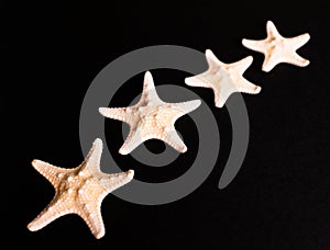 Starfish on a black background. Selective focus. Copy space.