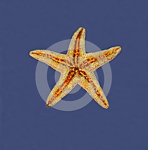 Starfish on blue background