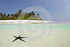 Starfish in blue lagoon