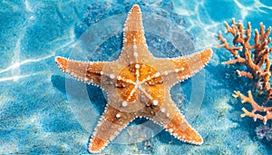 Starfish in blue ocean water and coral. Marine life. Vacation and relaxation