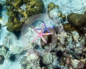 Starfish blue pink color on hand in andaman sea ,small animal fr