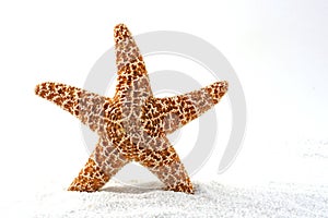 Starfish is Born