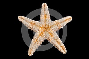 Starfish Bottom