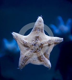 Starfish brown color on the glass of the tank creeps. Marine life