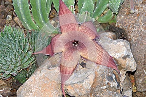 Starfish cactus flower blooming over a rock photo