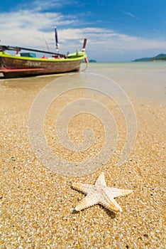 Starfish on caribbean sandy beach