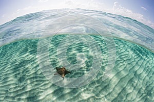 Starfish on Caribbean Seafloor