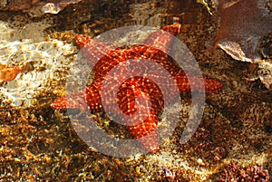 Starfish caught in Smithsonian Park, wildlife observatory.