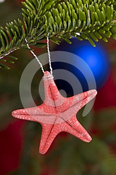 Starfish on Christmas tree