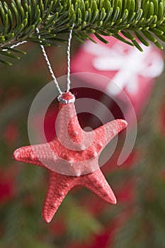 Starfish on Christmas tree