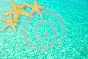 Starfish in Clear Ocean Water