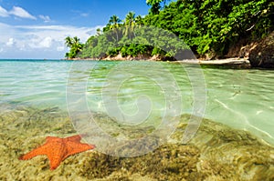 Starfish in Clear Water