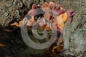 Starfish Clinging to Rock in Tidal Pool