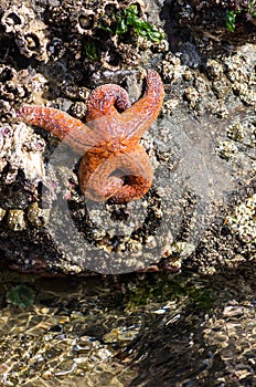 Starfish clinging to rocks in a tidal pool