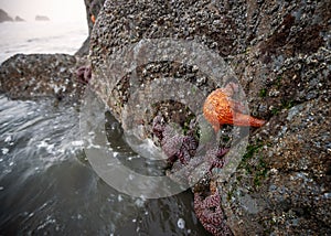 Starfish Clings to a Rock in a Northern California Tidepool