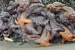 Starfish Cluster