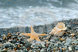 Starfish and cockleshell lie on a pebble