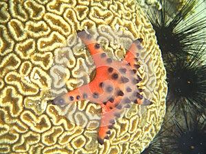Starfish on Coral