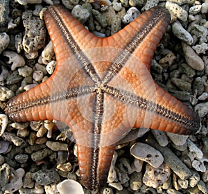 Starfish on coral stones