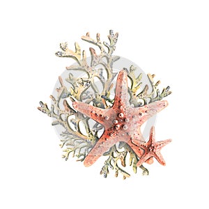 Starfish with corals, in restrained coral colors. Tropical marine composition. Watercolor illustration for the design of