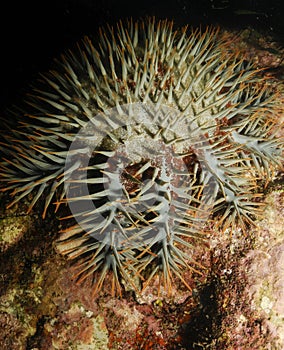 Starfish, crown of thorns