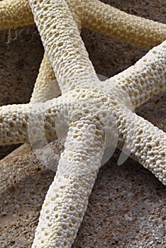Starfish Detail