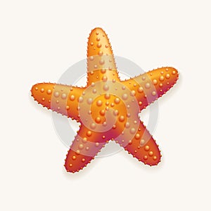 Starfish photo
