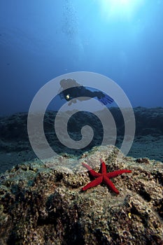 Starfish & Diver in deep water