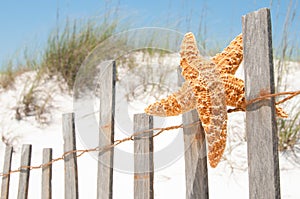 Starfish drying on fence