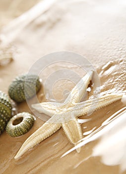 Starfish and echinus