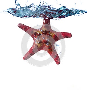 Starfish fall into water