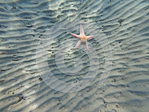 A starfish falls to the sandy bottom. Underwater photo