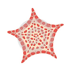 Biscuit Star Starfish flat icon. Sea animal cartoon style. Echinoderm. Underwater world photo