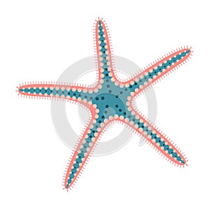 Sand Sifting Starfish flat icon. Sea animal cartoon style. Echinoderm. Underwater world photo